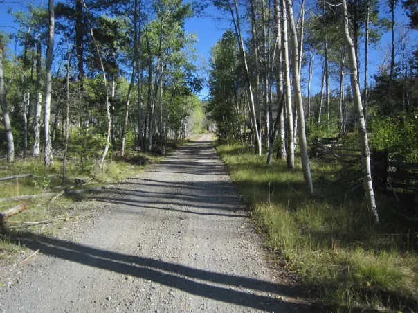 A quiet gravel road through an Idaho aspen grove